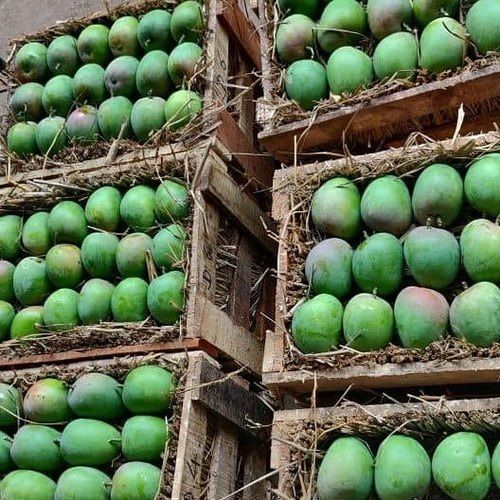1 Kilogram Packaging Size Sweet And Delicious Taste Natural Green Mangoes