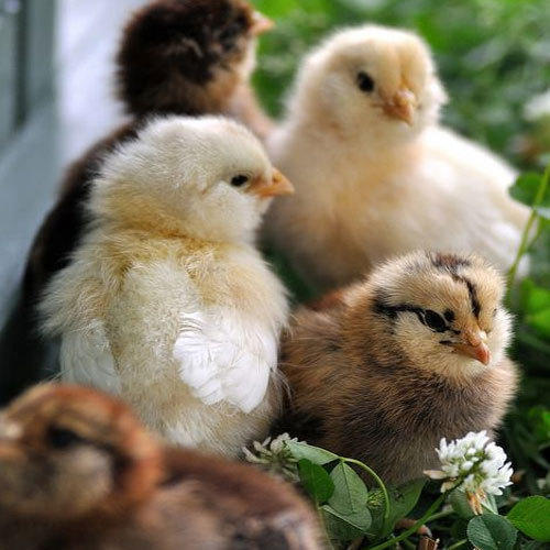 Yellow Country Chicken Live Chicks For Poultry Farm