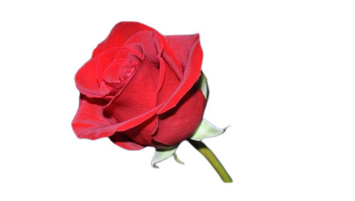 Natural And Fresh Plant Flowers Red Rose For Decoration 