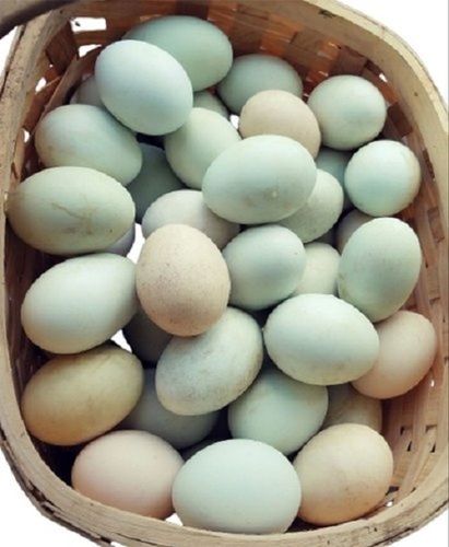 White Duck Egg