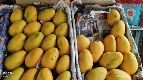 Fresh And Natural Common Whole Oval Delicious Sweet Yellow Mango 