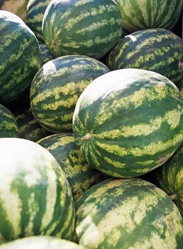 1 Kilogram Packaging Size Fresh And Natural Green Common Delicious Sweet Fresh Watermelon