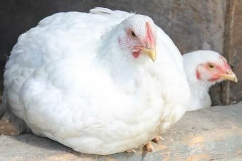 Fresh And Normal Level Growth Broiler Chickens