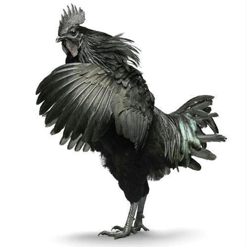 High In Protein Natural Black Live Kadaknath Chicken