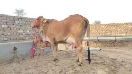 High Milk Yielding Pure Breed Sahiwal Cow For Dairy Farming