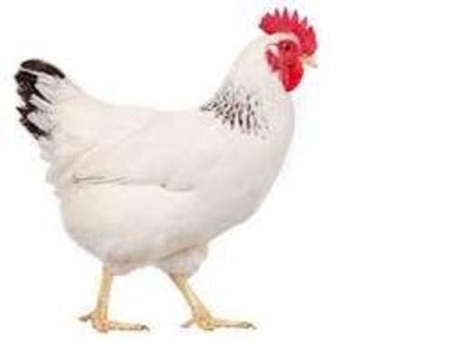 White Live Broiler Chicken
