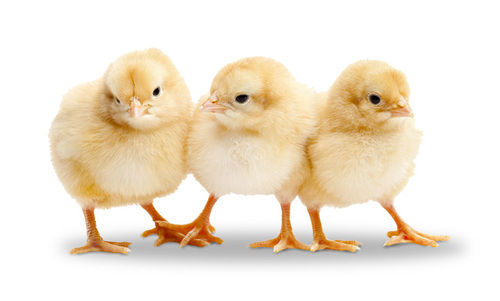 Live Brown Broiler Chicks