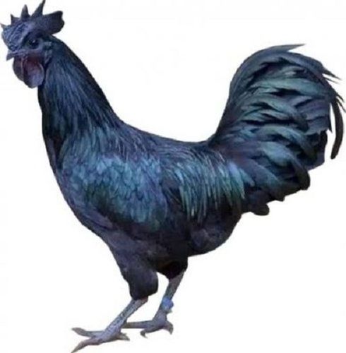 Natural Black Live Kadaknath Chicken