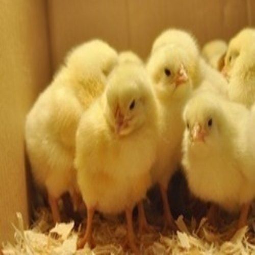 Printed Natural Broiler Chicks 