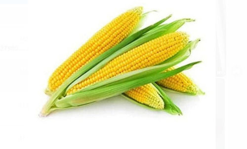 Pack Of 1 Kilogram 100 Percent Pure And Natural Grown Organically Fresh Yellow Sweet Corn