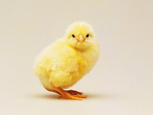 Yellow Poultry Chicks