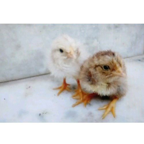 Poultry Farm Desi Chicks