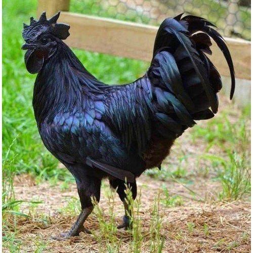 Premium Grade Best Pure And Healthy Black Natural Jet Kadaknath Chicken