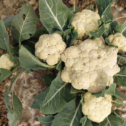 Rich In Antioxidants And Vitamins Fresh Cauliflower