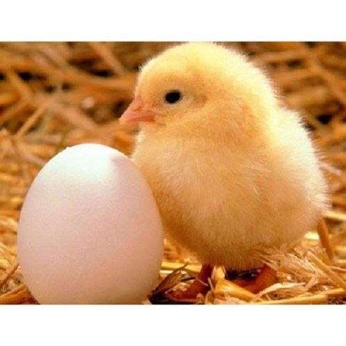 Live Poultry Farm Chicks 