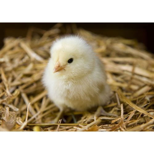 Premium Grade Best Pure And Natural White Male Poultry Farm Chicks