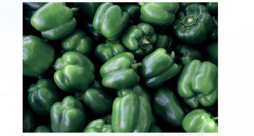 Pack Of 1 Kilogram Food Grade Medium Size Natural And Fresh Green Capsicum 