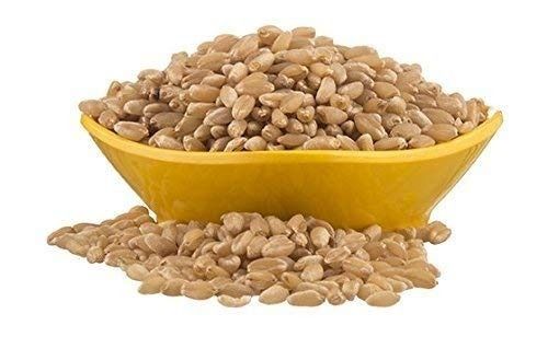 1 Kilogram Natural And Fresh 1 % Admixture Brown Wheat Seed Body Material: Plastic