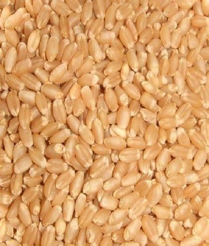 Common Cultivated 50 Kilogram Food Grade Golden Natural And Dried Wheat Seed