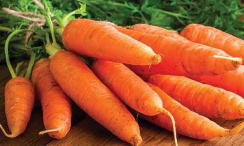 Pack Of 50 Kilogram Long Shape 5 Percent Moisture Fresh Orange Carrot Vegetable