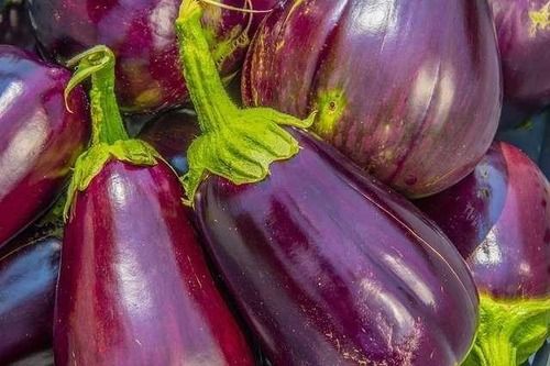 Pack Of 50 Kilogram Natural Fresh Purple Brinjal Vegetable 