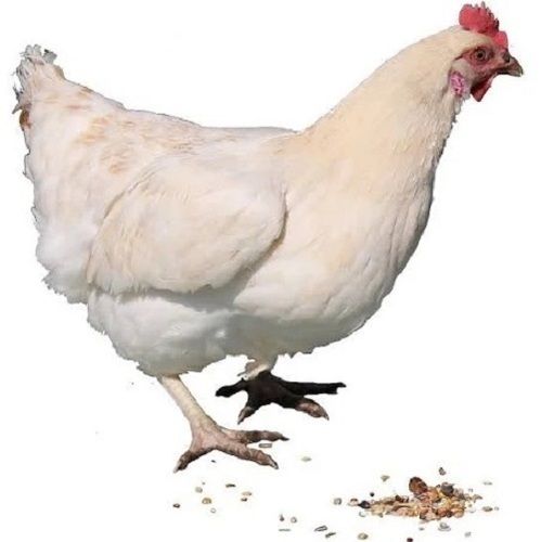 White 2.5 Kilogram 6 Months Leghorn Male Live Chicken 