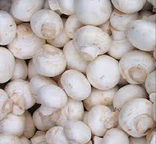 Rich In Protein White Whole Button Mushroom