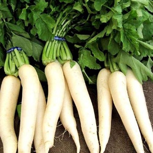 1 Kilogram 1 Week Shelf Life Seasoned Fresh White Radish  Application: Restaurant