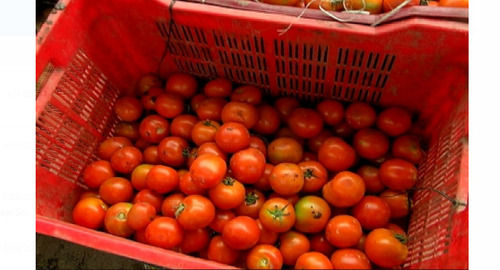 1 Kilogram 5 Days Shelf Life Fresh And Natural Red Tomato Application: Endurance