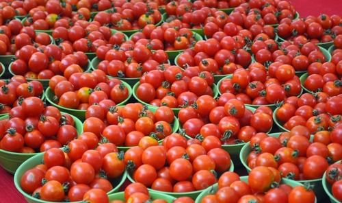 1 Kilogram Round Shaped 4 Days Shelf Life Seasoned Fresh Tomatoes