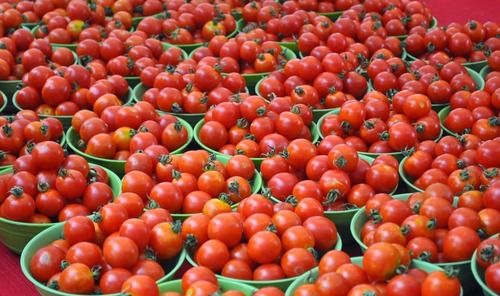 1 Kilogram Round Shaped 4 Days Shelf Life Seasoned Fresh Tomatoes Application: Gain Strength