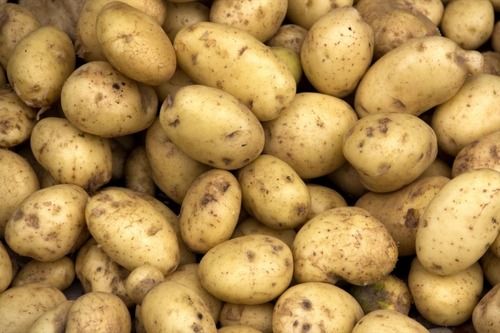 20 Kilogram 1 Week Shelf Life Seasoned Brown Fresh Potato