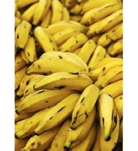 Common Cultivatioved Sweet Taste Fresh Yellow Banana