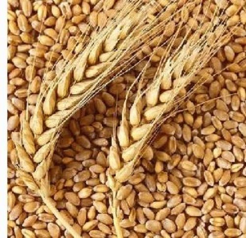 Commonly Cultivated Natural And Pure Dried Raw Wheat Seeds