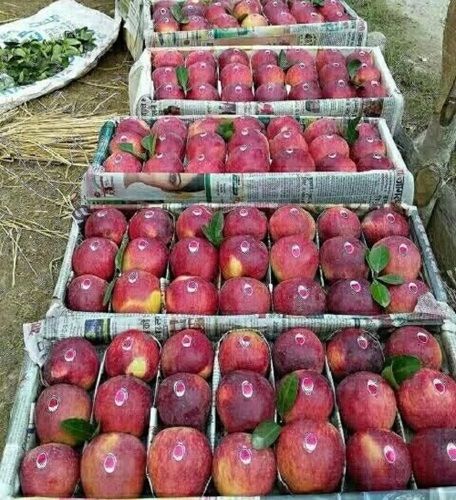 1 Kilogram Open Air Cultivation Kashmiri Red Apple