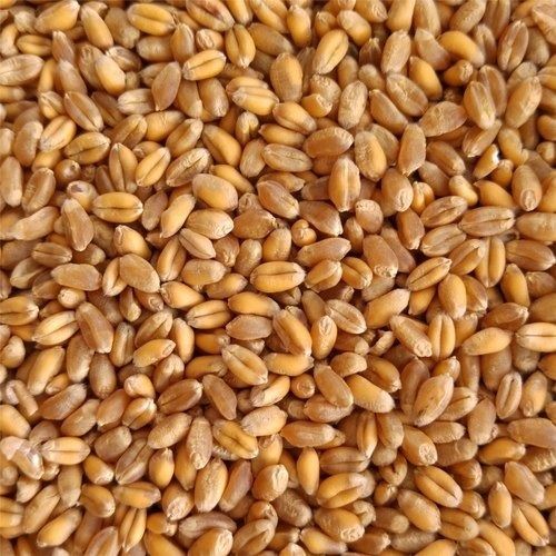Pack Of 50 Kilogram Common Cultivation Dried Brown Wheat Grain
