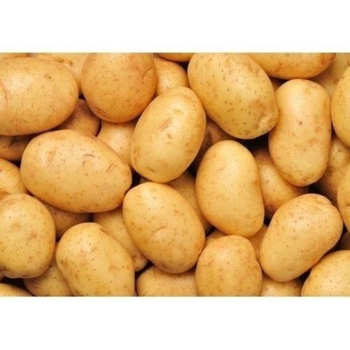 Rich In Calcium And Vitamin Farm Fresh Brown Potato
