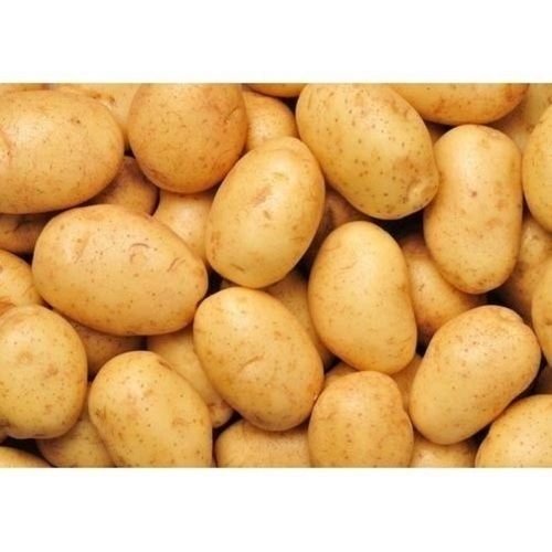 Round Rich In Calcium And Vitamin Farm Fresh Brown Potato