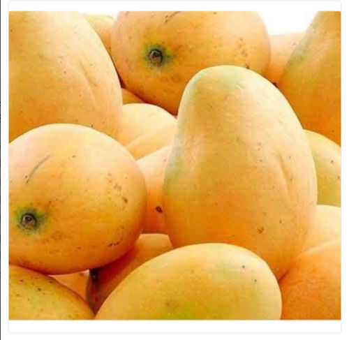 1 Kilogram 1 Week Shelf Life Pure And Fresh Yellow Mango