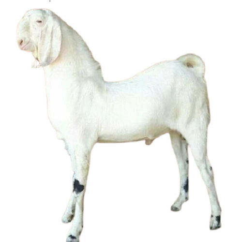 30 Kilogram 12 Months Age Sojat Breed White Male Goat