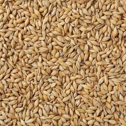 50 Kilogram Packaging Size 1 Percent Admixture 100% Pure And Natural Wheat Seed