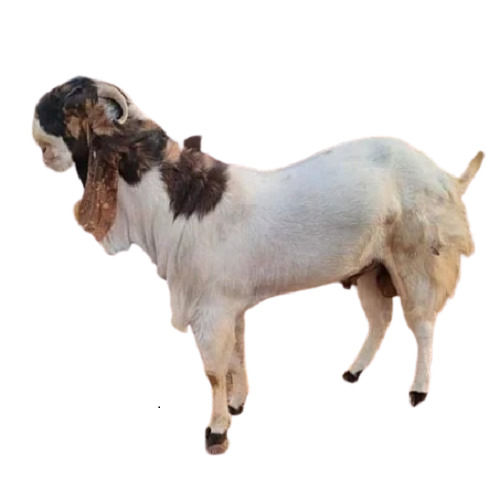 7 Months Age 40 Kilogram Weight Totapari Breed White And Brown Male Goat