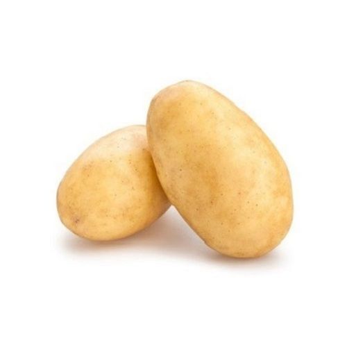 Round High In Protein And Calcium Good In Taste Healthy Natural Farm Fresh Potato