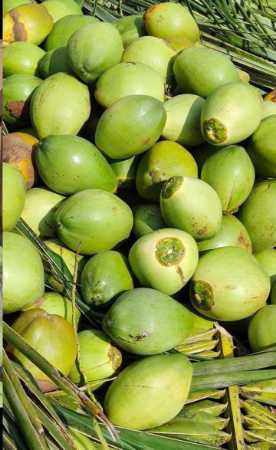 Wholesale Price Export Quality 100% Organic And Pure Fresh Tender Coconut With Rich Water Content