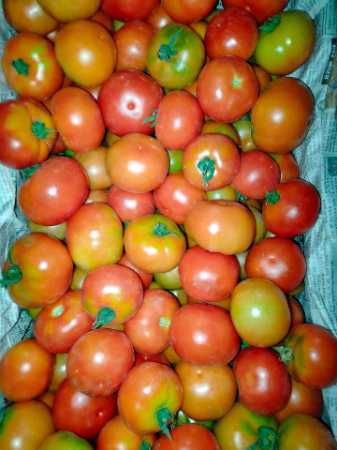 Wholesale Rate Farm Fresh Organic Tomatoes, Used For Salads, Soups and Curries