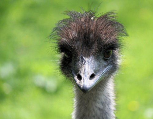 3 Day Old Breed Emu Bird 