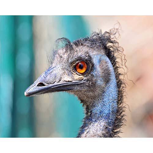 Farming 70 Emu Bird