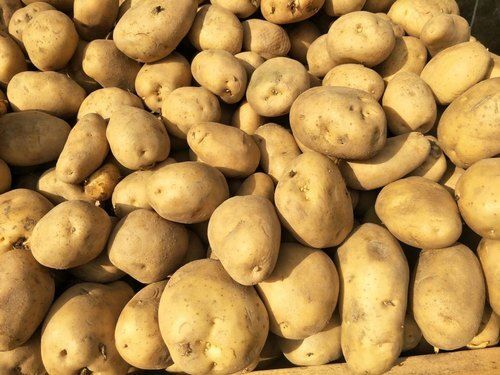 Naturally Grown Rich In Antioxidants Brown Fresh Potato