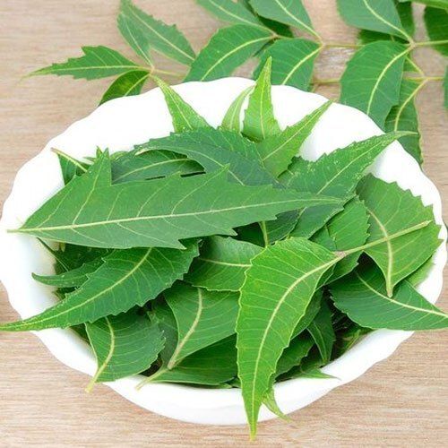 Pure Organic Natural Green Medicinal Properties Enriched Neem Leaves