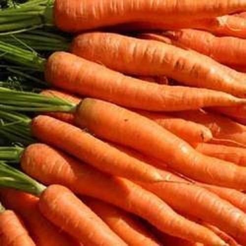 Elongated Rich In Vitamins And Mineral Farm Fresh Red Carrot